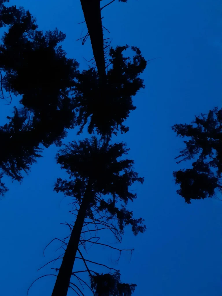 Le haut des arbres devant le ciel la nuit