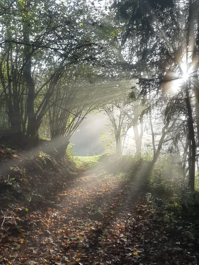 La lumière du soleil passant à travers les arbres